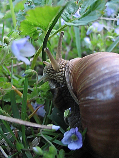 photo "just a snail" tags: misc., 