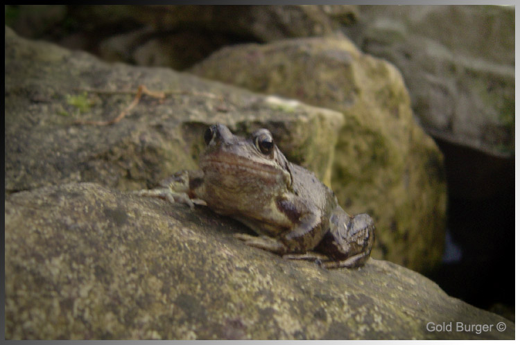 photo "Frog" tags: nature, wild animals