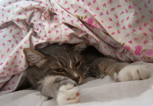 photo "Do not prevent me to sleep!" tags: nature, pets/farm animals
