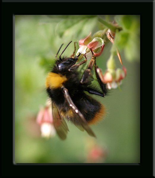 photo "Bumblebee in a black frame." tags: misc., 