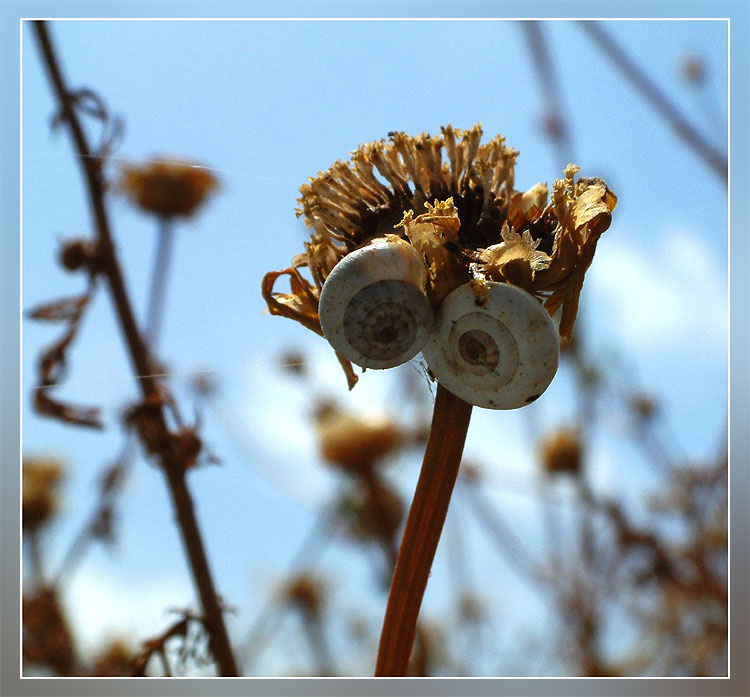 photo "Fashion plate" tags: nature, flowers, insect