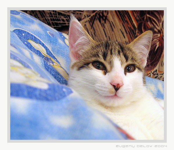 photo "Kitty Monica" tags: nature, pets/farm animals