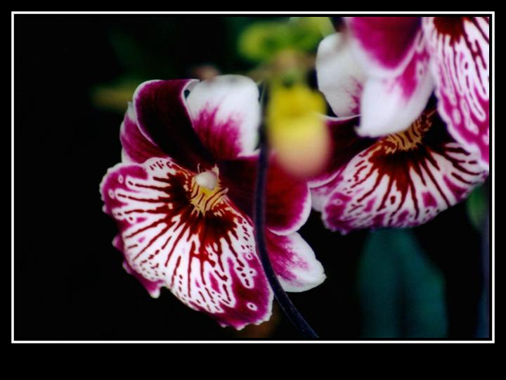 фото "Orkid" метки: природа, цветы