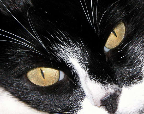 photo "poes" tags: nature, pets/farm animals