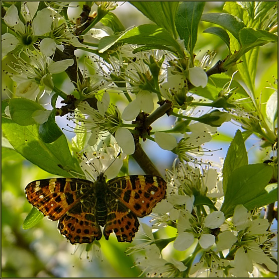 photo "The butterfly and a blackthorn." tags: nature, flowers, insect