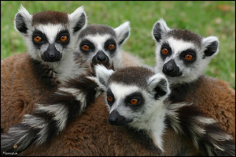 фото "Big happy family" метки: природа, юмор, дикие животные