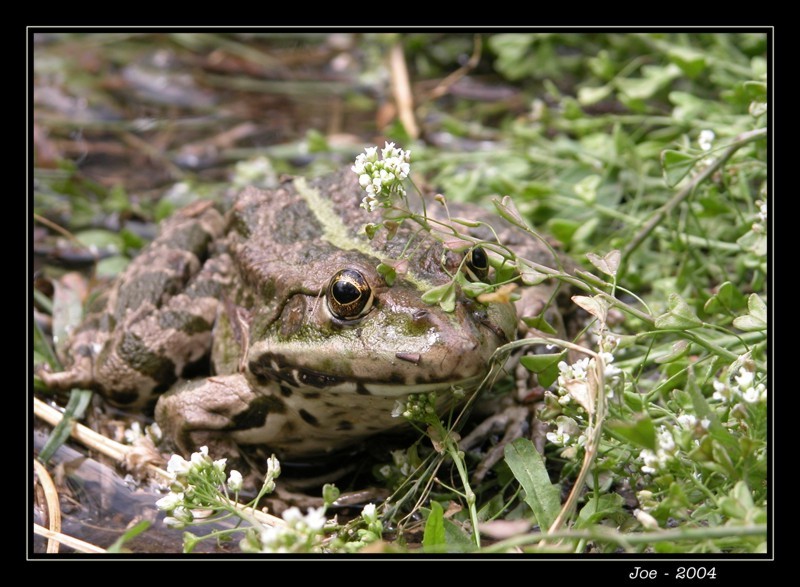 photo "Frog" tags: nature, wild animals