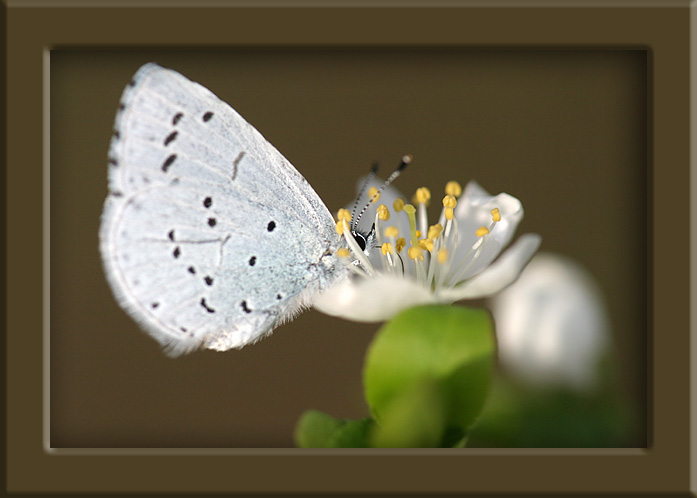 photo "The butterfly and a flower." tags: misc., 