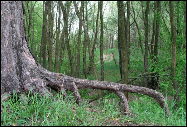 photo "Spring root." tags: landscape, forest, spring