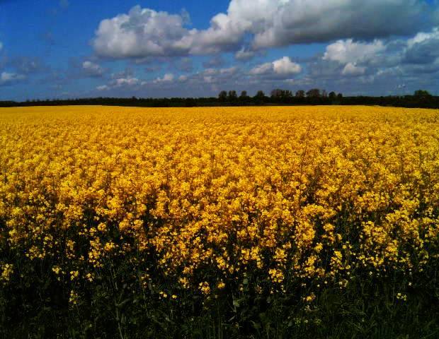 photo "Landscape." tags: nature, 