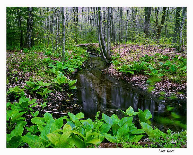 photo "Spring" tags: landscape, forest, spring