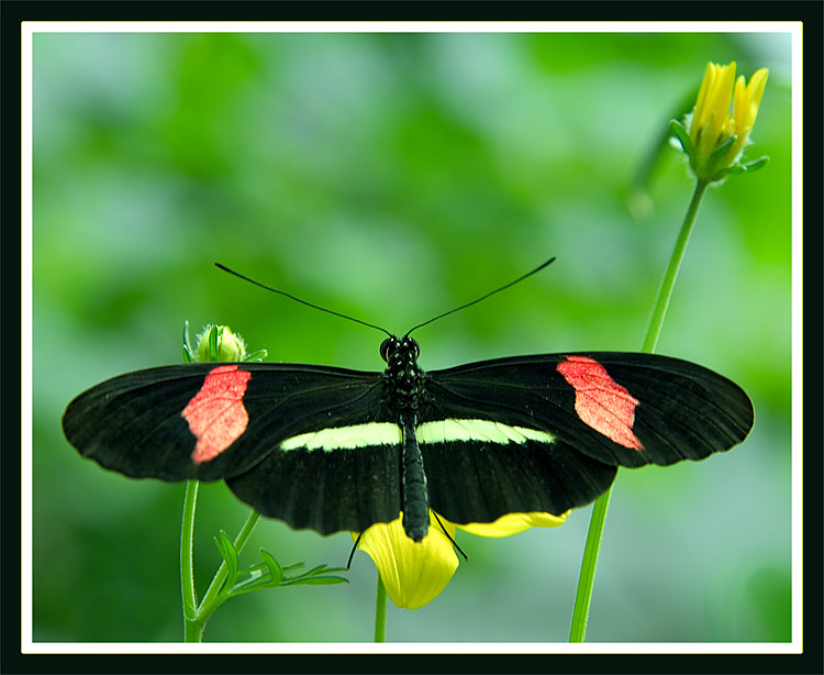 photo "Etude in green colors" tags: nature, macro and close-up, insect