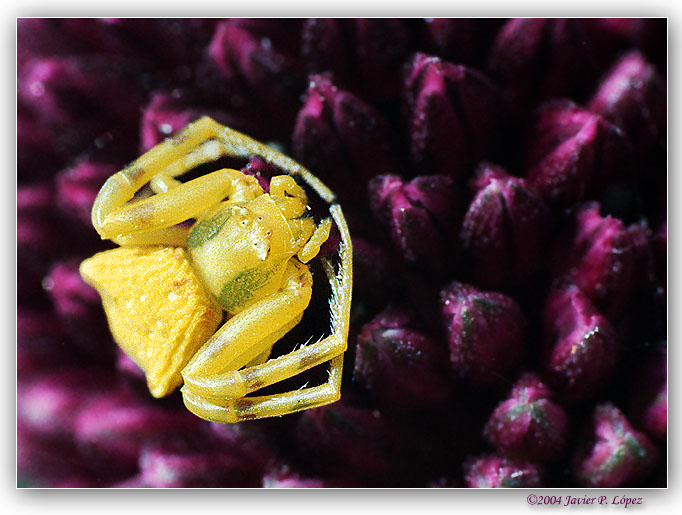 фото "Miss Yellow" метки: макро и крупный план, природа, насекомое