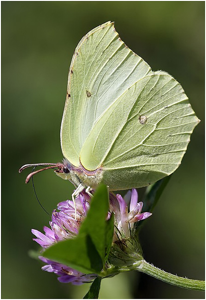 photo "Brimstone" tags: macro and close-up, nature, insect