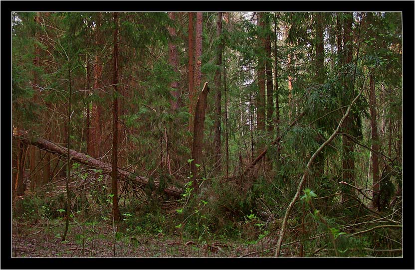photo "Untitled photo" tags: landscape, forest