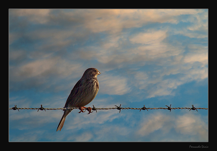 фото "To be free" метки: природа, дикие животные