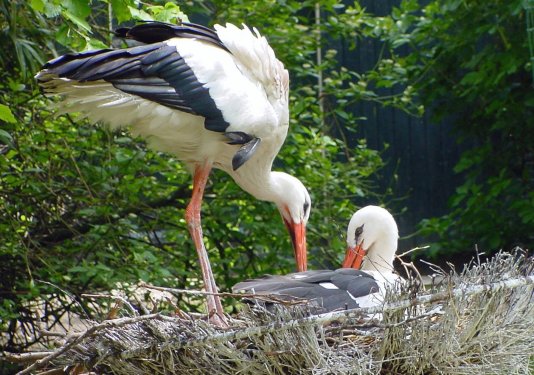 photo "A stork`s nest" tags: nature, pets/farm animals