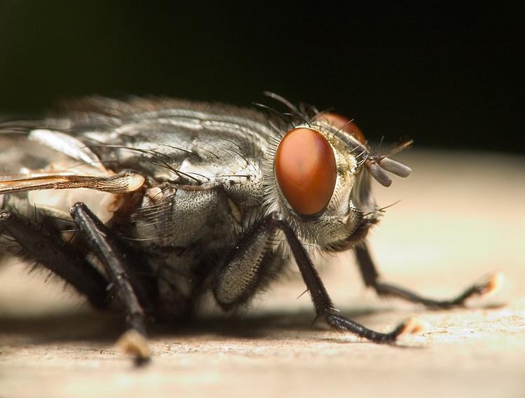 фото "Fly" метки: природа, насекомое