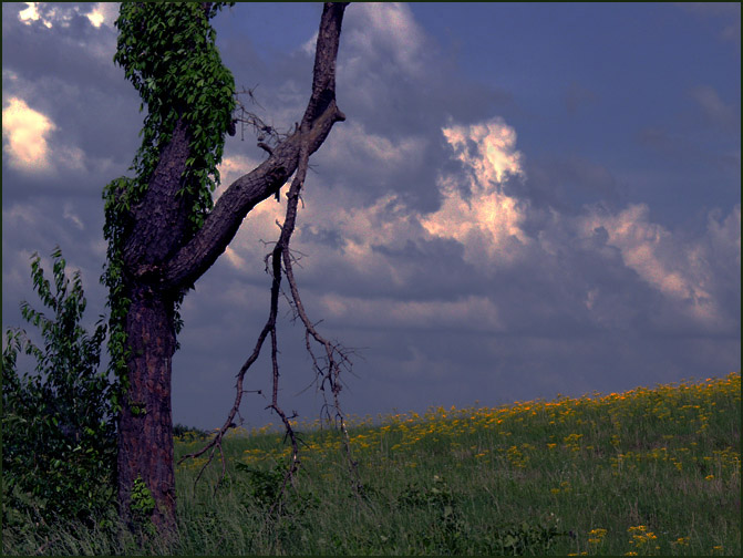 photo "The Shepherd of Spring" tags: nature, landscape, clouds, flowers