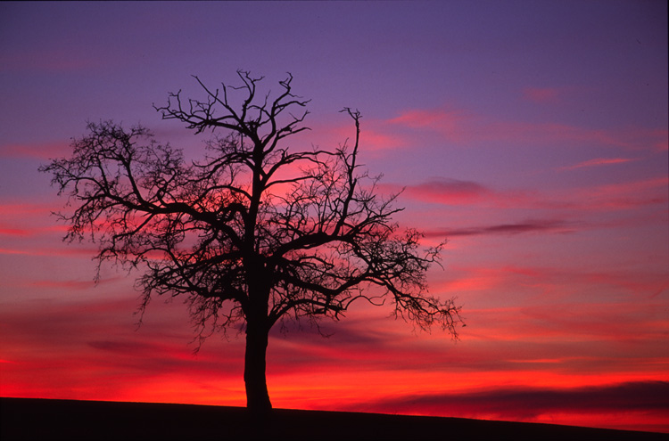 photo "Alone 2" tags: landscape, sunset