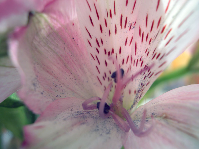 photo "Alstramera" tags: macro and close-up, nature, flowers