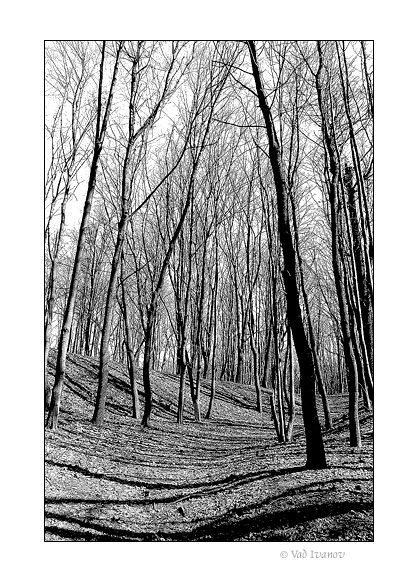 photo "Shadowgraphics I" tags: nature, black&white, 