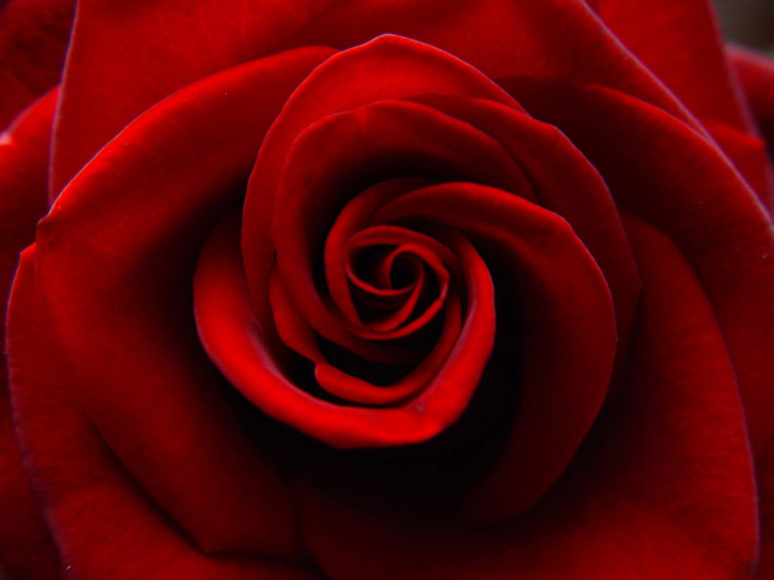 photo "Present for birthday" tags: macro and close-up, 