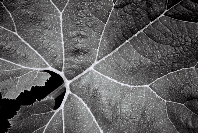 фото "The leaf..." метки: природа, цветы