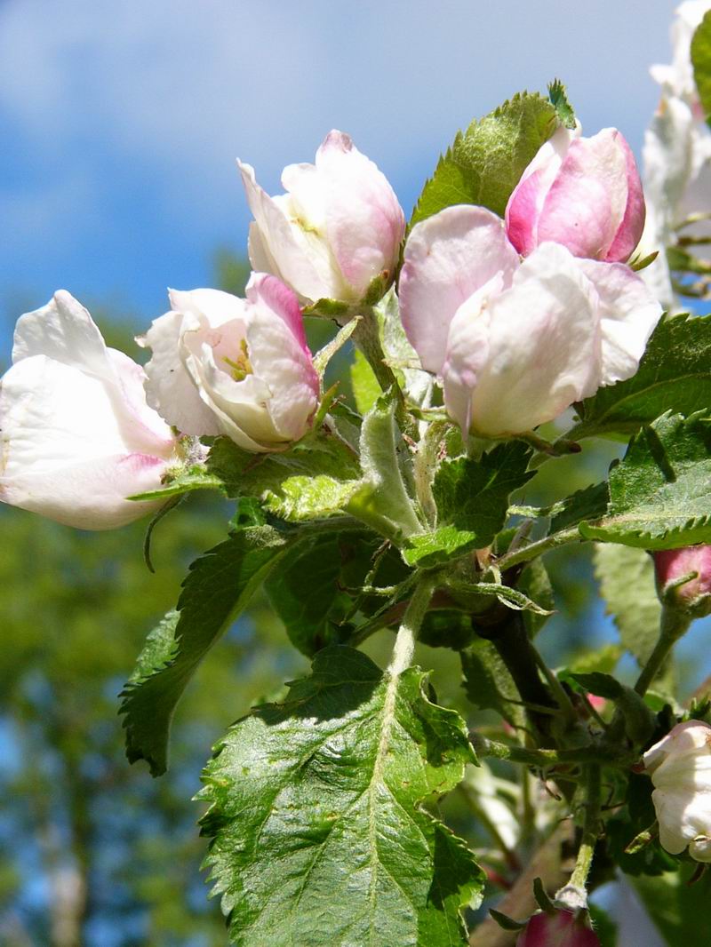 photo "Spring" tags: nature, landscape, flowers, spring