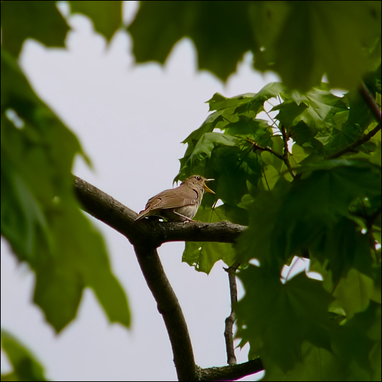 photo "About a song." tags: nature, wild animals