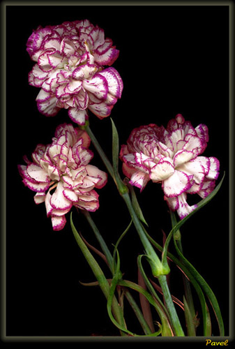 photo "Carnations" tags: misc., 