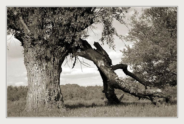 photo "Broken tree" tags: landscape, black&white, forest