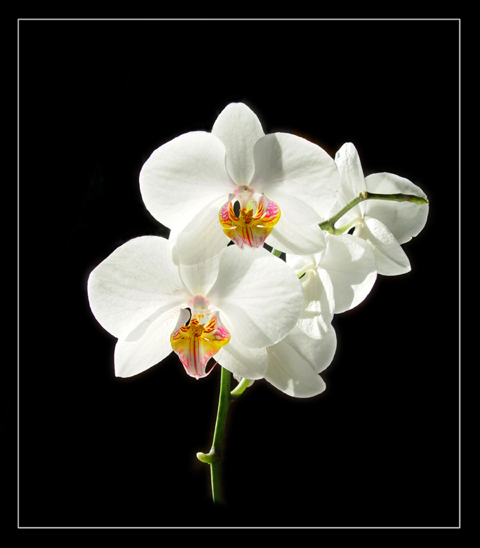 фото "Orchidee" метки: природа, цветы