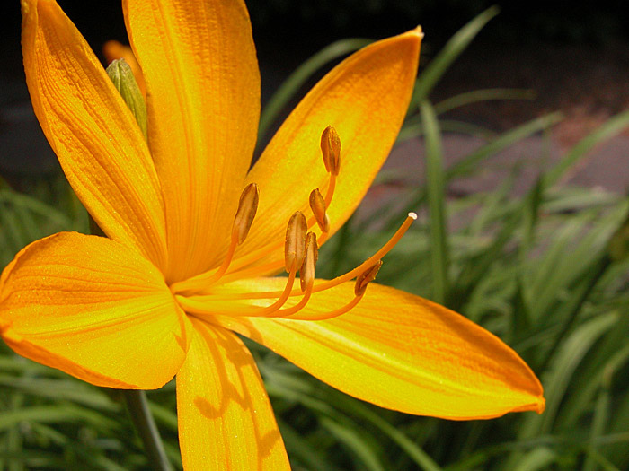 photo "yellow" tags: macro and close-up, nature, flowers