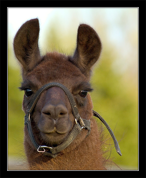 photo "My name is Llama!" tags: nature, pets/farm animals