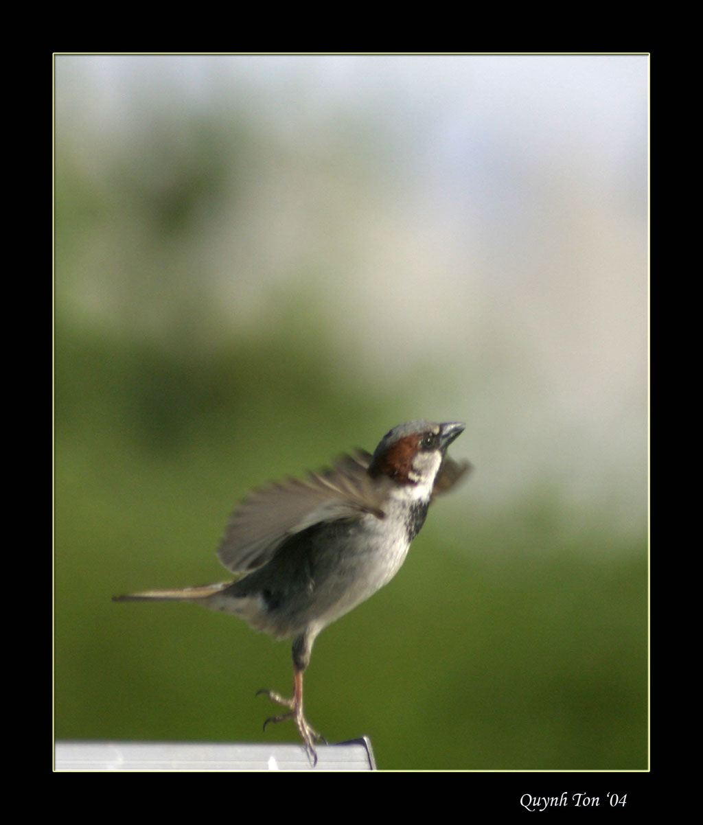 photo "Taking Off" tags: nature, wild animals