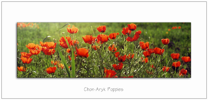 photo "Chon-Aryk Poppies" tags: nature, flowers