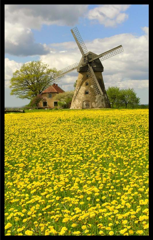 photo "a mill" tags: nature, landscape, flowers