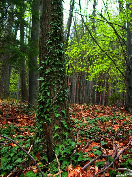 photo "With the beginning in the spring" tags: landscape, forest, spring
