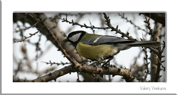 photo "Spring bird." tags: misc., 