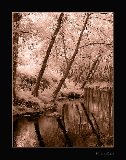 фото "Golden forest" метки: пейзаж, лес