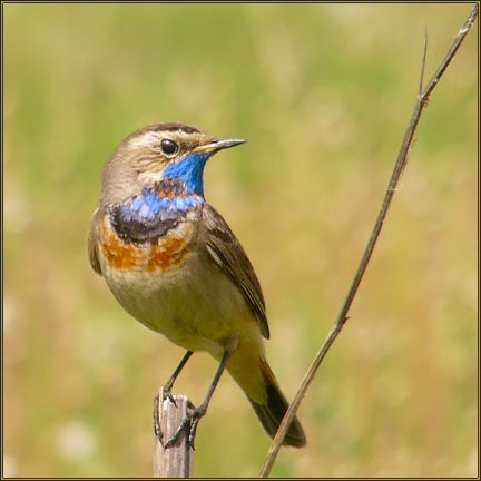 photo "Luscinia svecica Linnaeus" tags: nature, wild animals