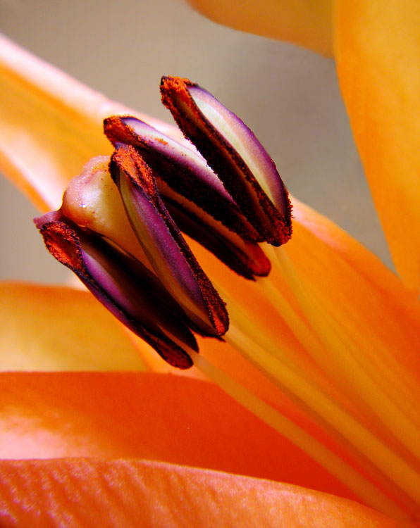 photo "The heart of orange lilac" tags: macro and close-up, nature, flowers