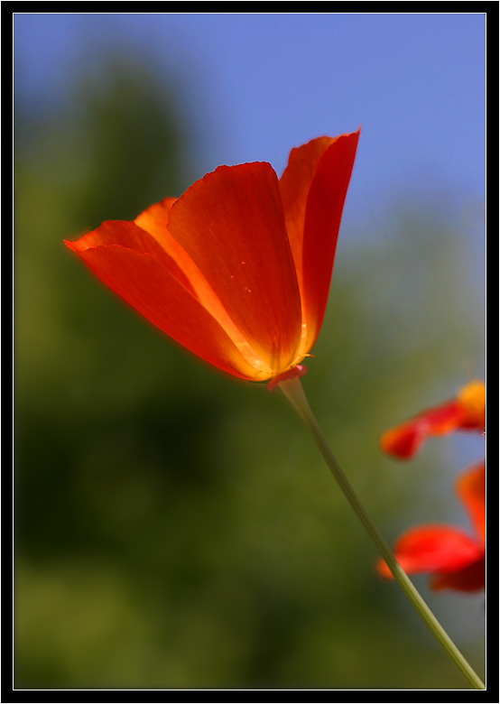 photo "Poppy flower" tags: macro and close-up, 