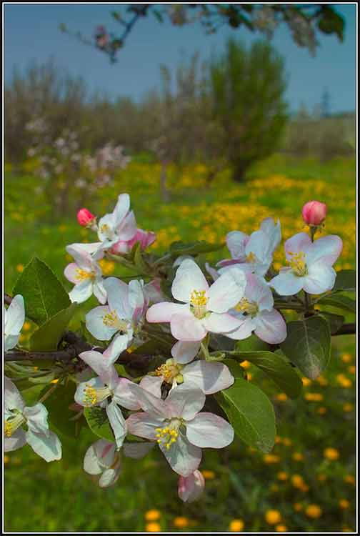 фото "Майский цвет" метки: пейзаж, весна
