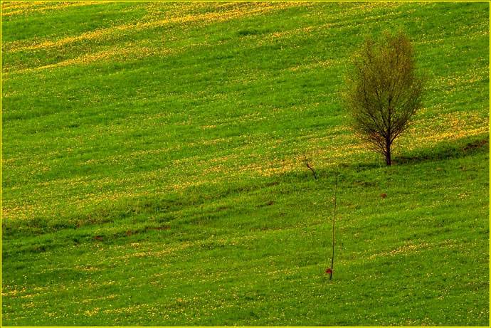 photo "The Portuguese motives" tags: landscape, nature, flowers, spring