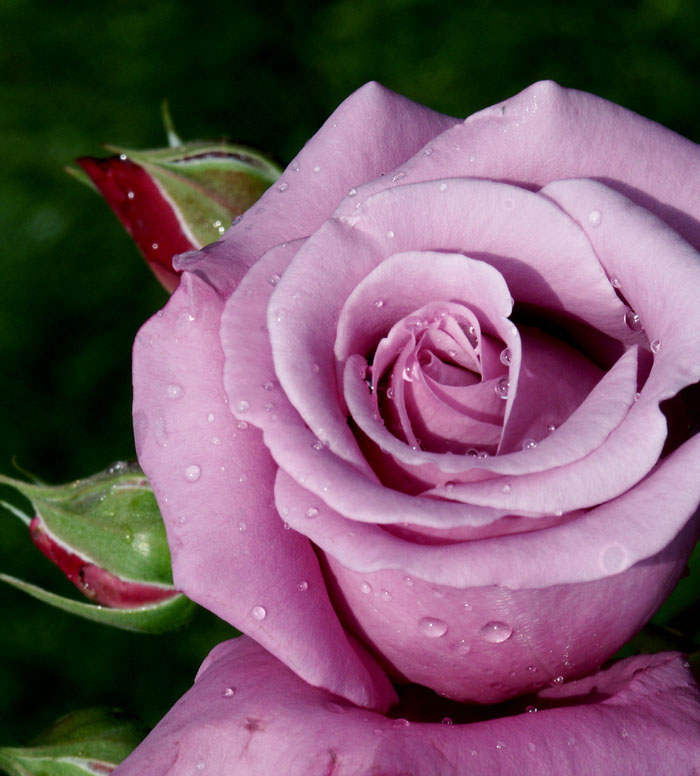 photo "my rose" tags: macro and close-up, 