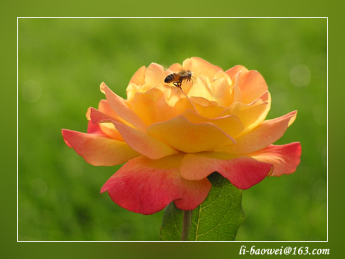 фото "rose and bee" метки: природа, цветы