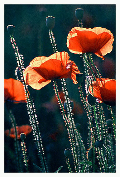 photo "Backlighted poppies" tags: nature, flowers