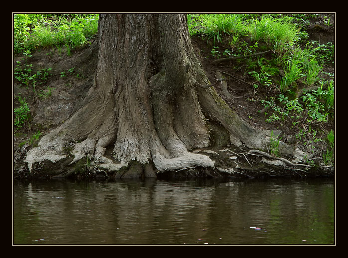 photo "****" tags: landscape, forest, water